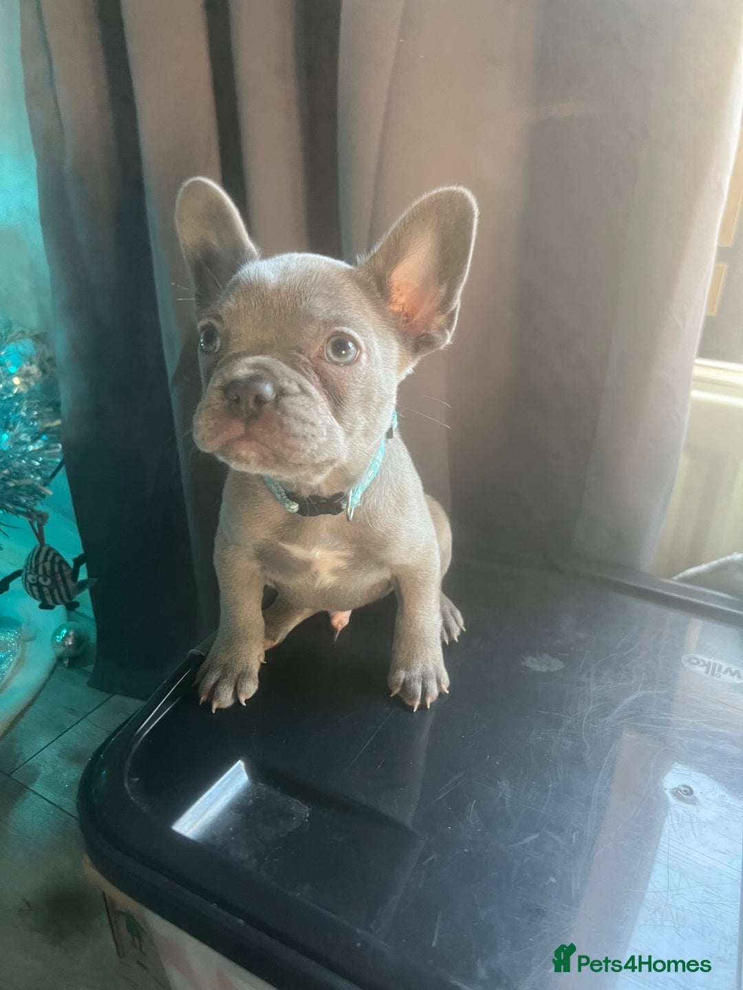 French Bulldog dogs for sale: 1 male french bulldog  - Advert 1