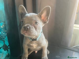 French Bulldog dogs 1 male french bulldog - Advert 1