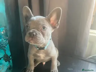 French Bulldog dogs 1 male french bulldog - Advert 3