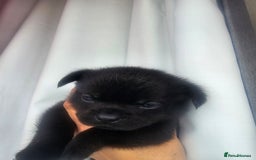 French Bulldog dogs for sale: Beautiful French Bulldogs  - Image 6