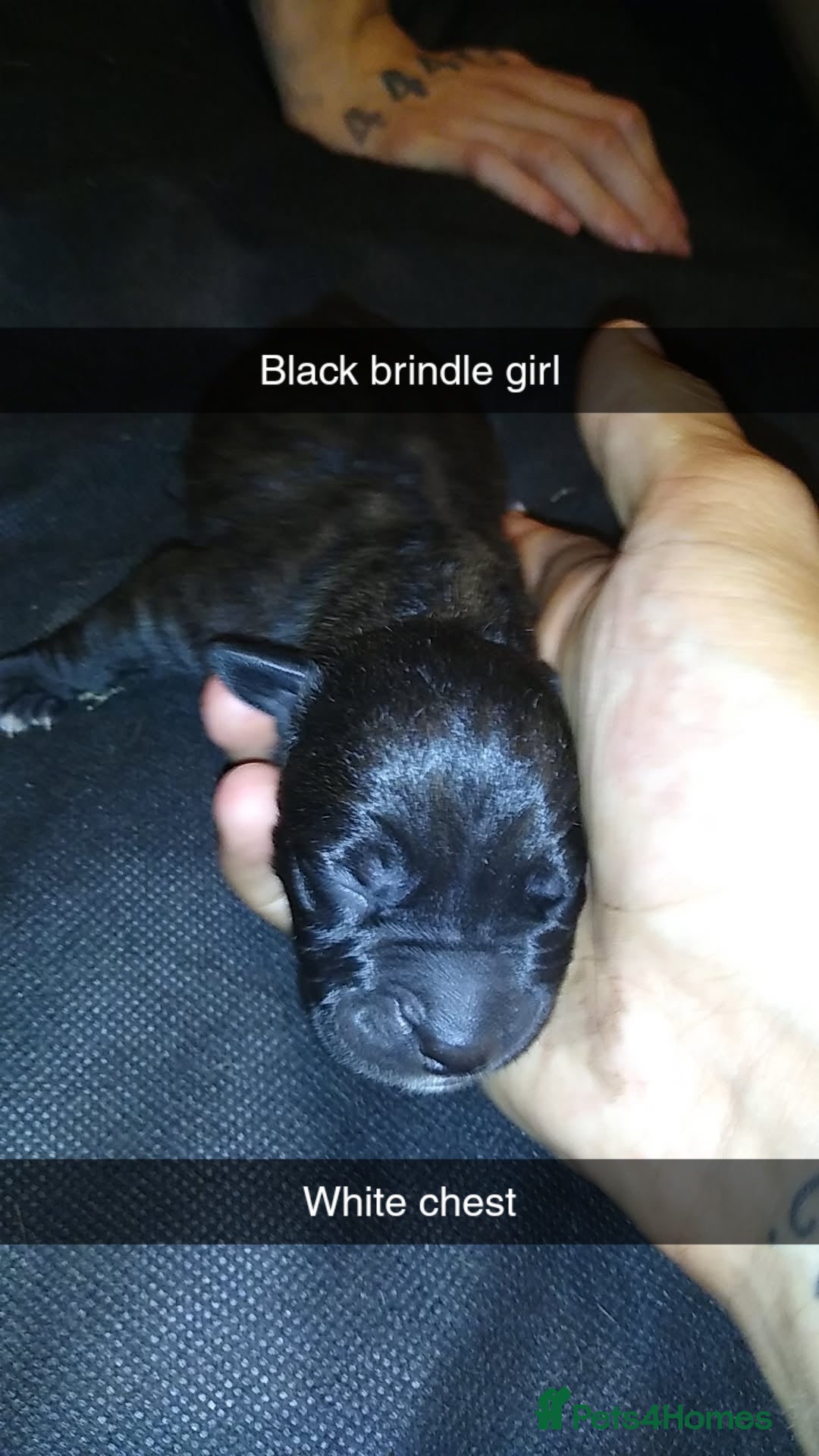 Mixed Breed dogs for sale: Cane Corso x American Bully - Image 8