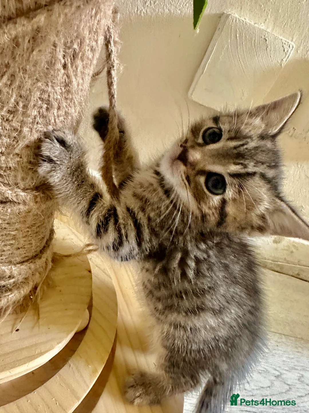 Bengal cats for sale: 2 Bengal mix kittens for sale  - Advert 9