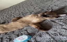 Ragdoll cats for sale: FEMALE blue mitted ragdoll x - Image 7