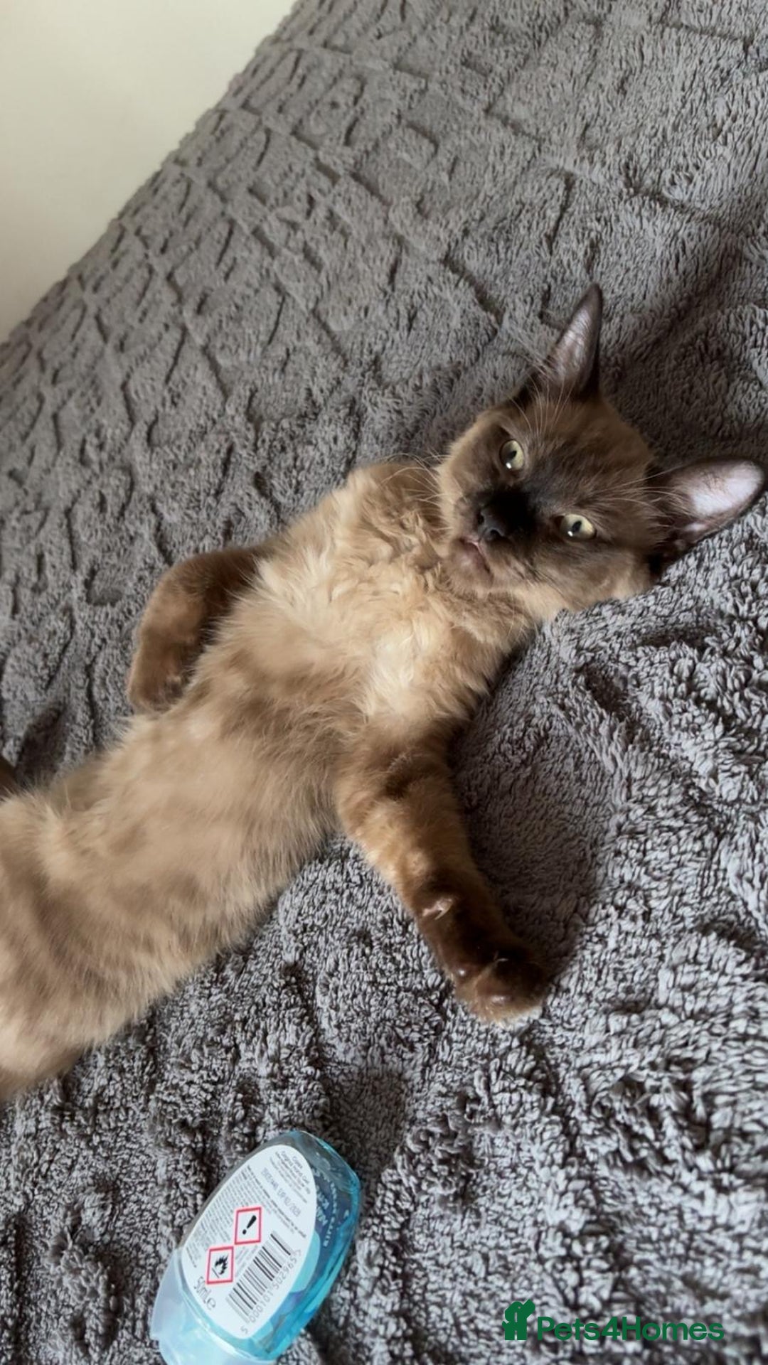 Ragdoll cats for sale: FEMALE blue mitted ragdoll x - Image 7
