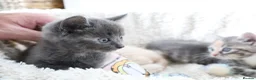 Siberian cats for sale: Beautiful Siberian Kittens-3 Boys-Hypoallergenic - Advert 9