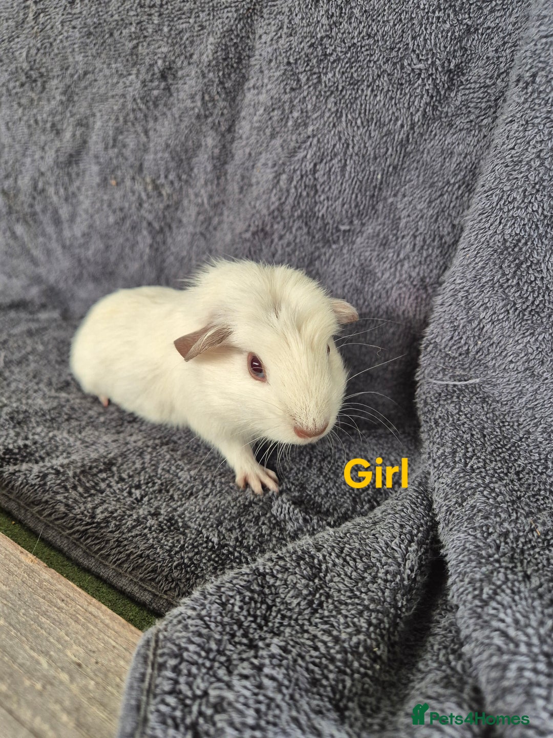 Guinea Pig rodents for sale: Guinea Piggies looking for new homes - Image 2