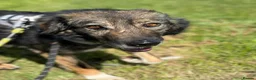Mixed Breed dogs for adoption: Meet Barak, currently residing in Cheshire  in Nantwich - Advert 4