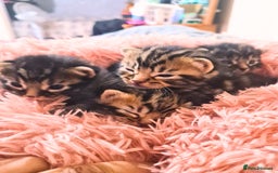 Maine Coon cats for sale: Maine coon x kittens for sale - Image 1
