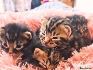 Maine Coon cats - Advert 28