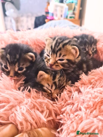 Maine Coon cats - Advert 4