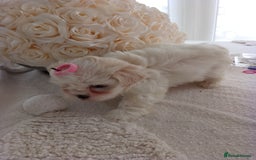 Mixed Breed dogs for sale: Maltese X Lhasa apso  - Image 8
