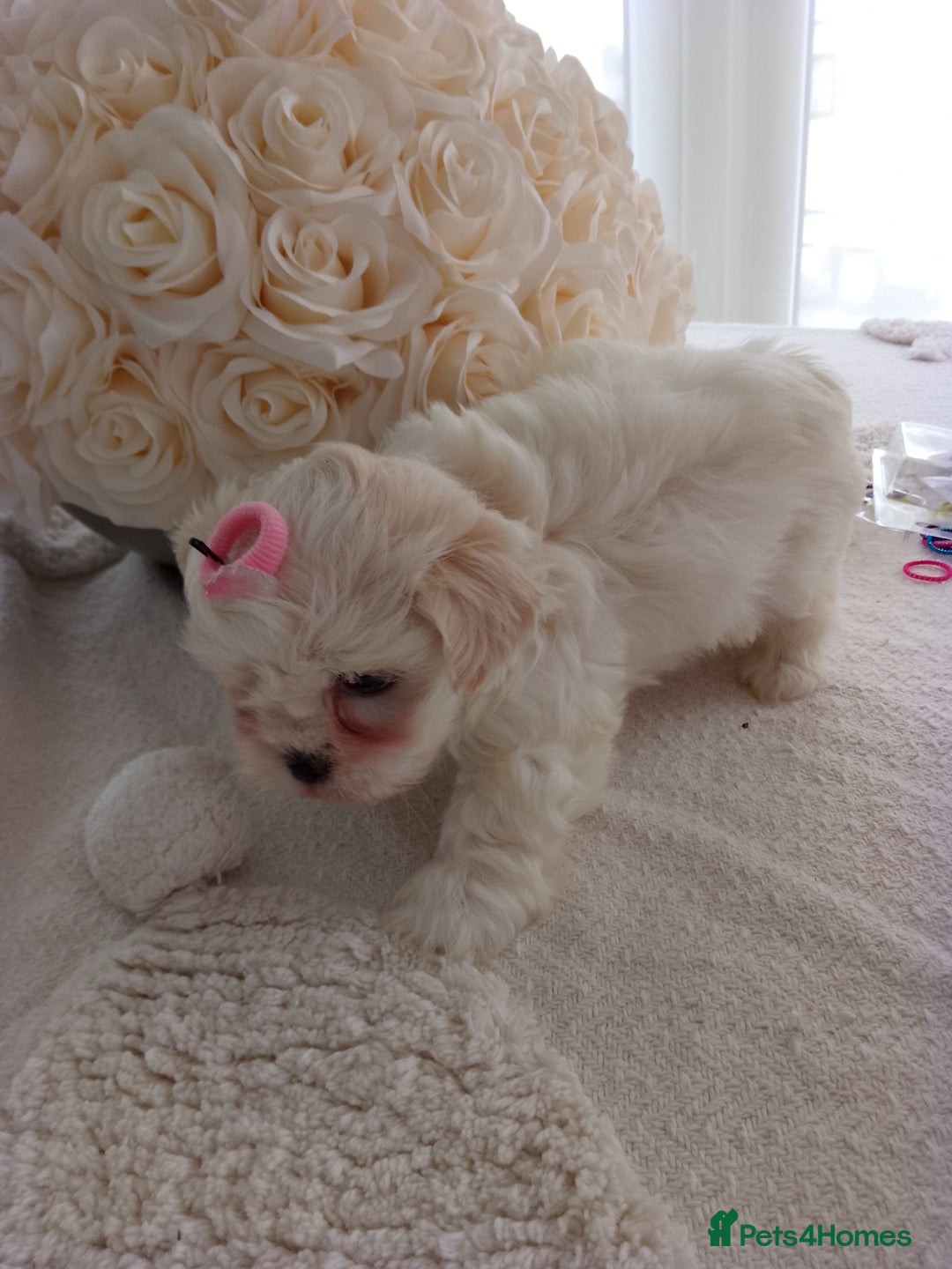 Mixed Breed dogs for sale: Maltese X Lhasa apso  - Image 8