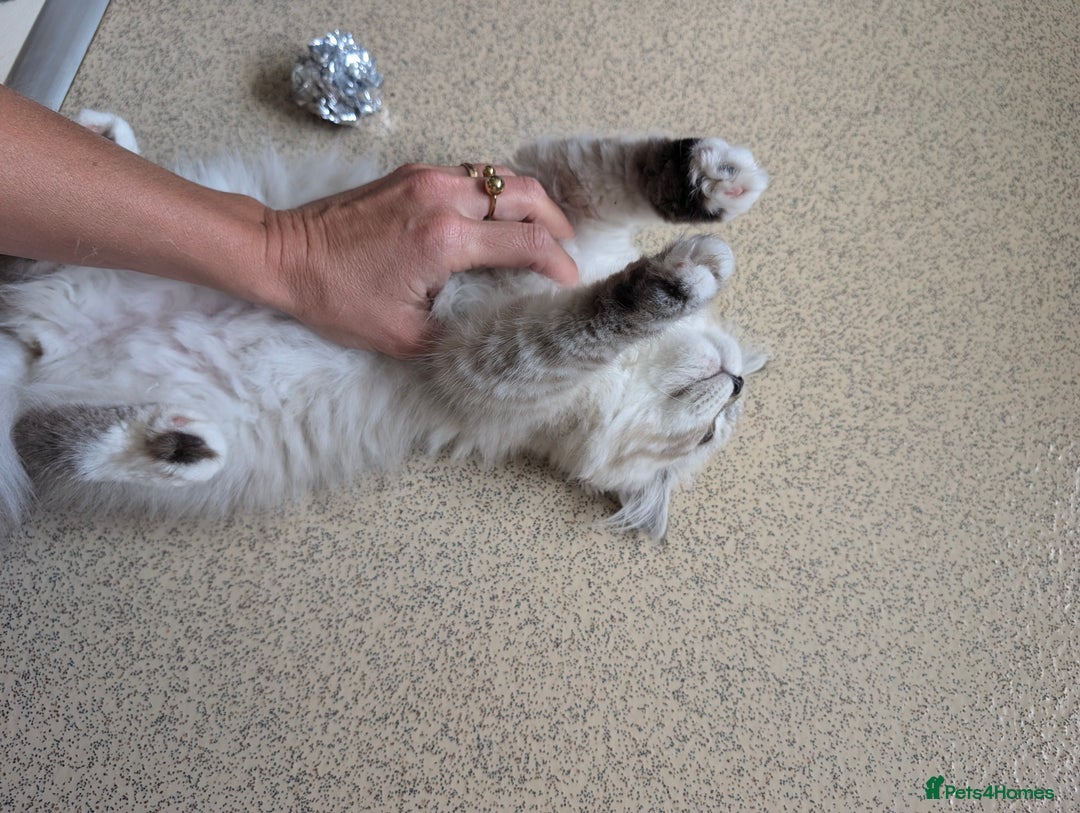Siberian cats for sale: Litter "W" Neva Masquerade - Image 3