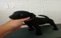 Patterdale Terrier dogs for sale: Patterdale pups for sale ready now - Image 27