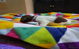 English Springer Spaniel dogs for sale: English springer spaniel pups - Image 13