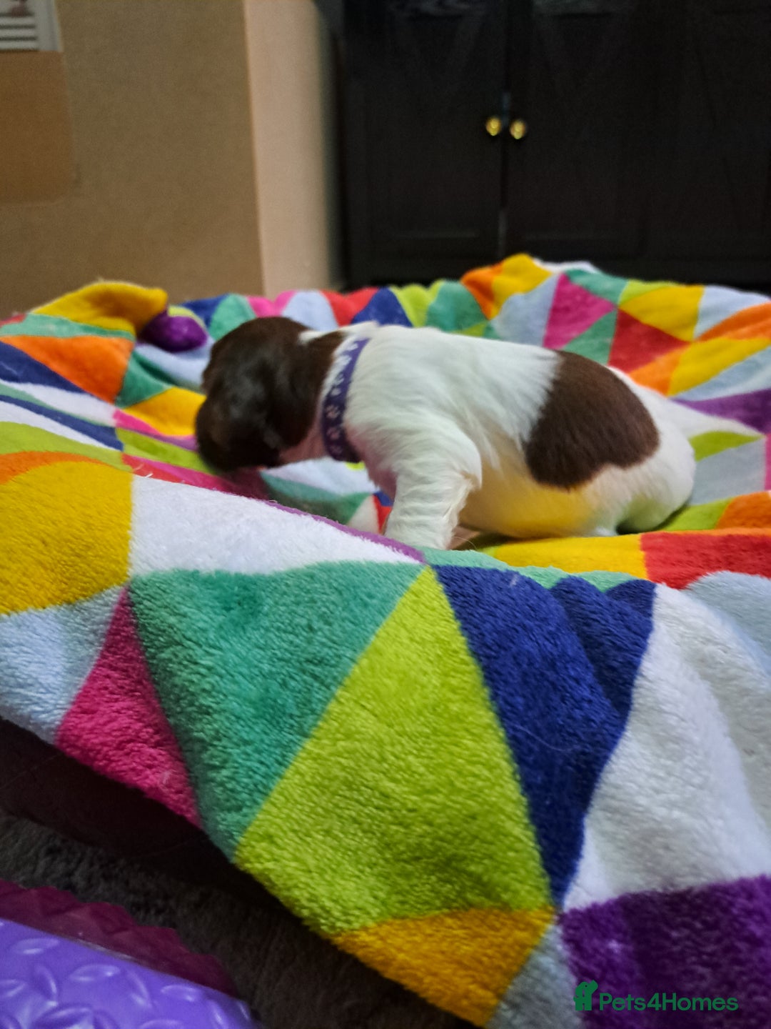 English Springer Spaniel dogs for sale: English springer spaniel pups - Image 13
