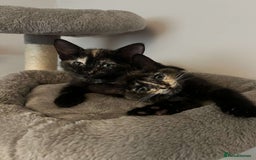 Mixed Breed cats for sale: Tortie kittens - Image 9