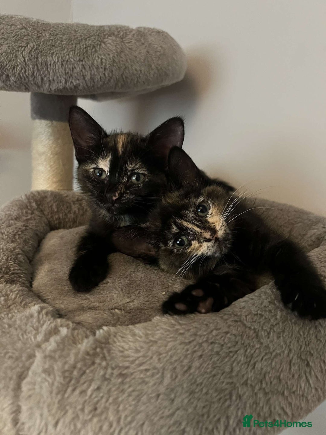 Mixed Breed cats for sale: Tortie kittens - Image 9