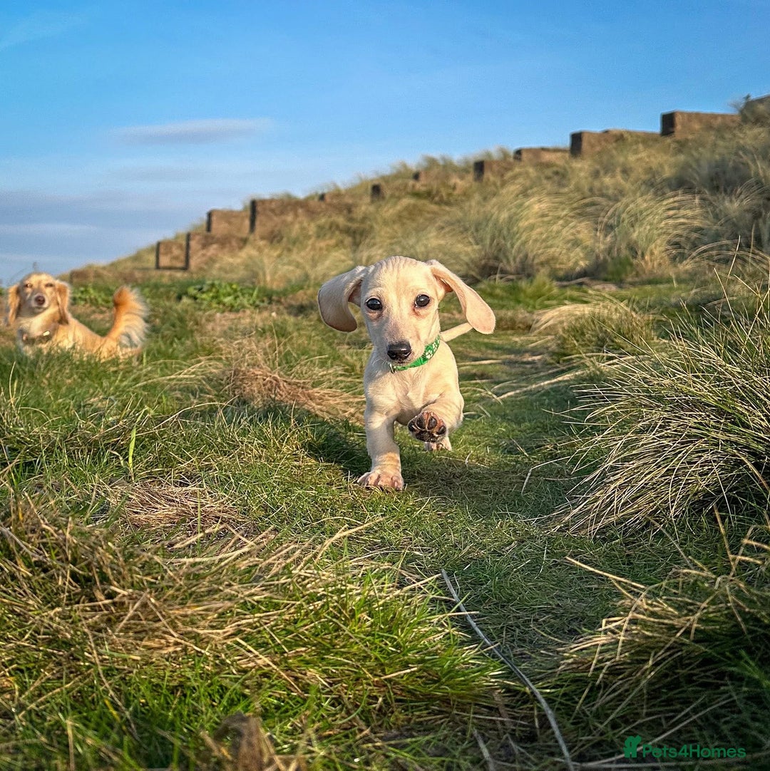 Miniature Dachshund dogs for sale: Cream miniature dachshunds  - Advert 33