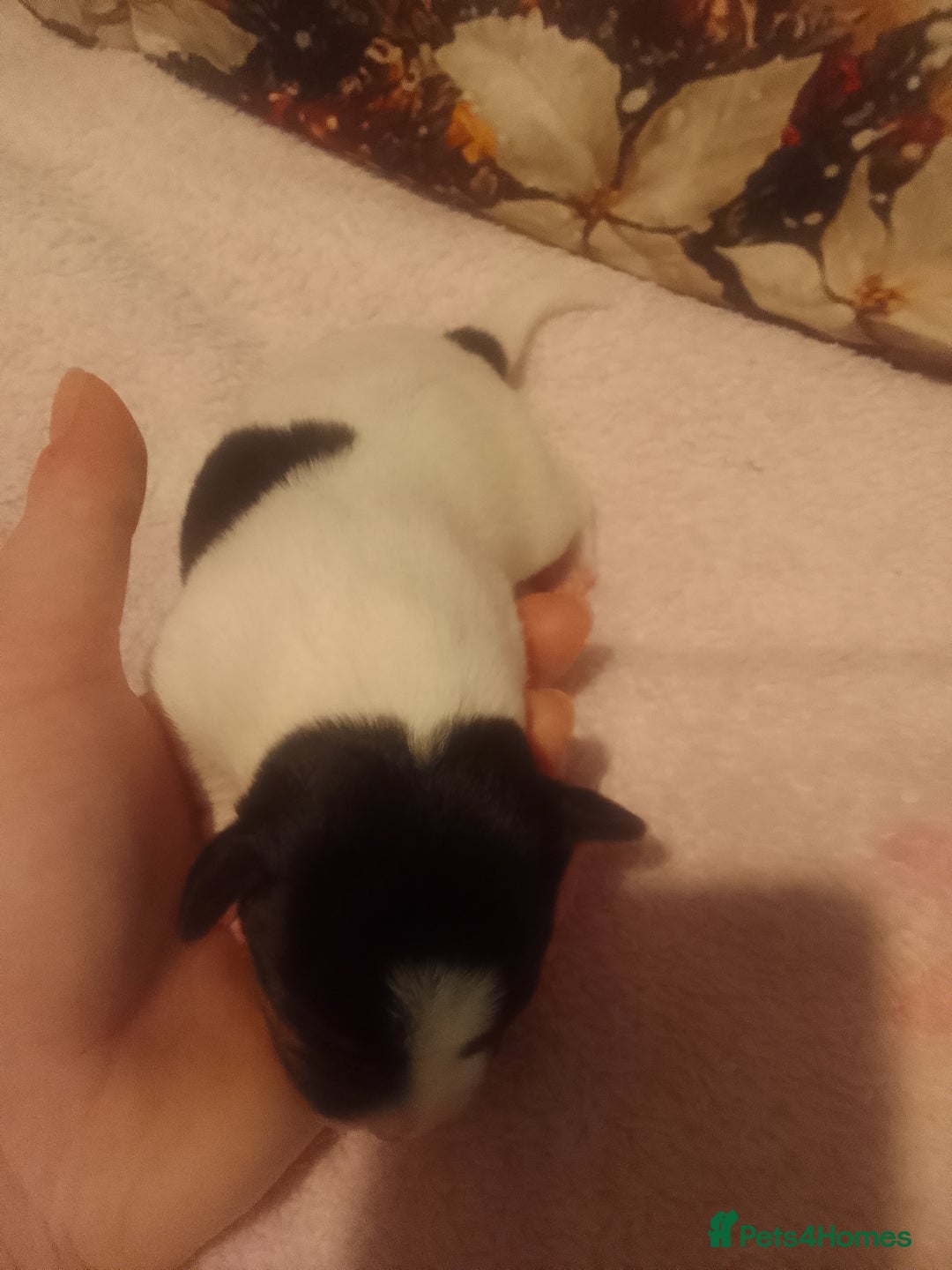 Jack Russell dogs for sale: Jack Russell 5 boy's - Advert 11