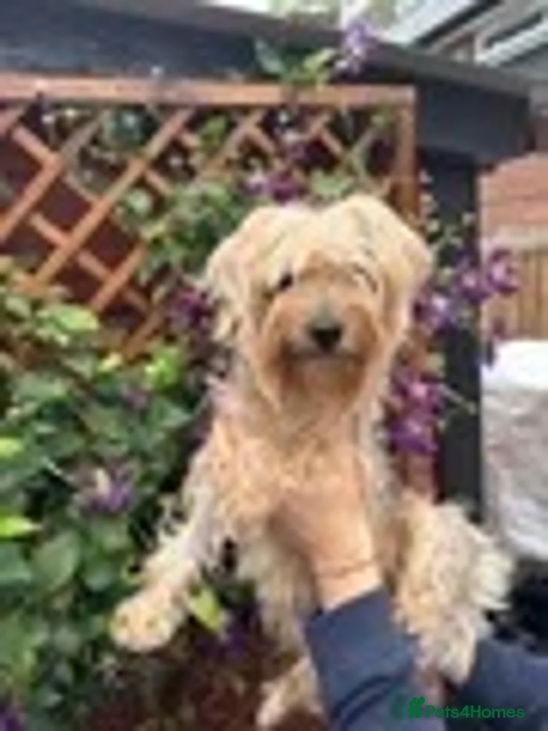 Yorkshire Terrier dogs for sale: Yorkshire Terrier Puppies  - Advert 2