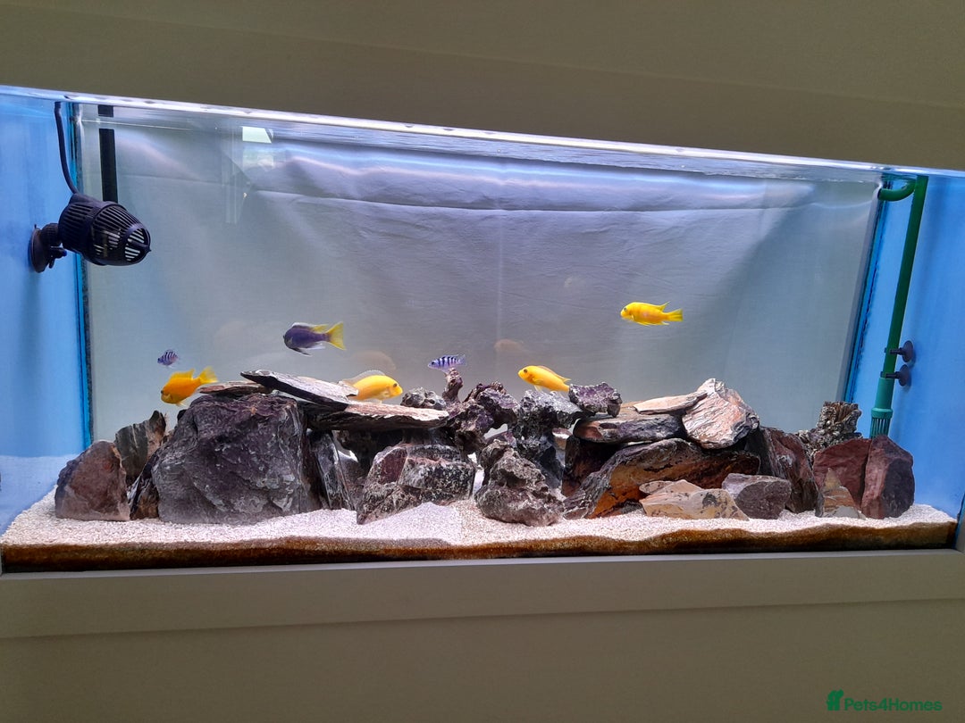 Cichlids fish for sale: Fish task - Image 4