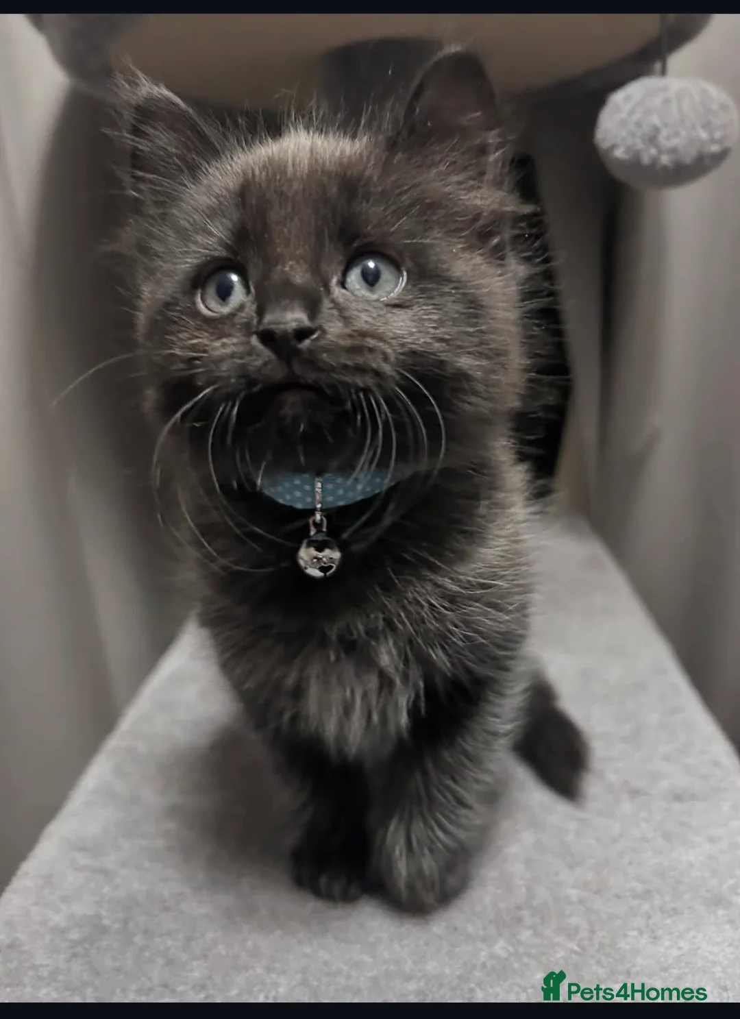 Mixed Breed cats for sale: 2 male kittens - Advert 10