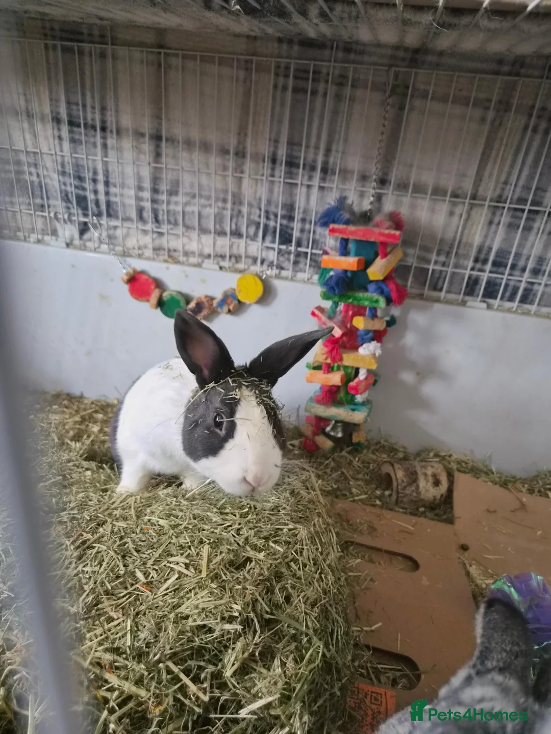 Dutch rabbits for sale: Dutch rabbit rehoming needed in Leeds - Advert 2