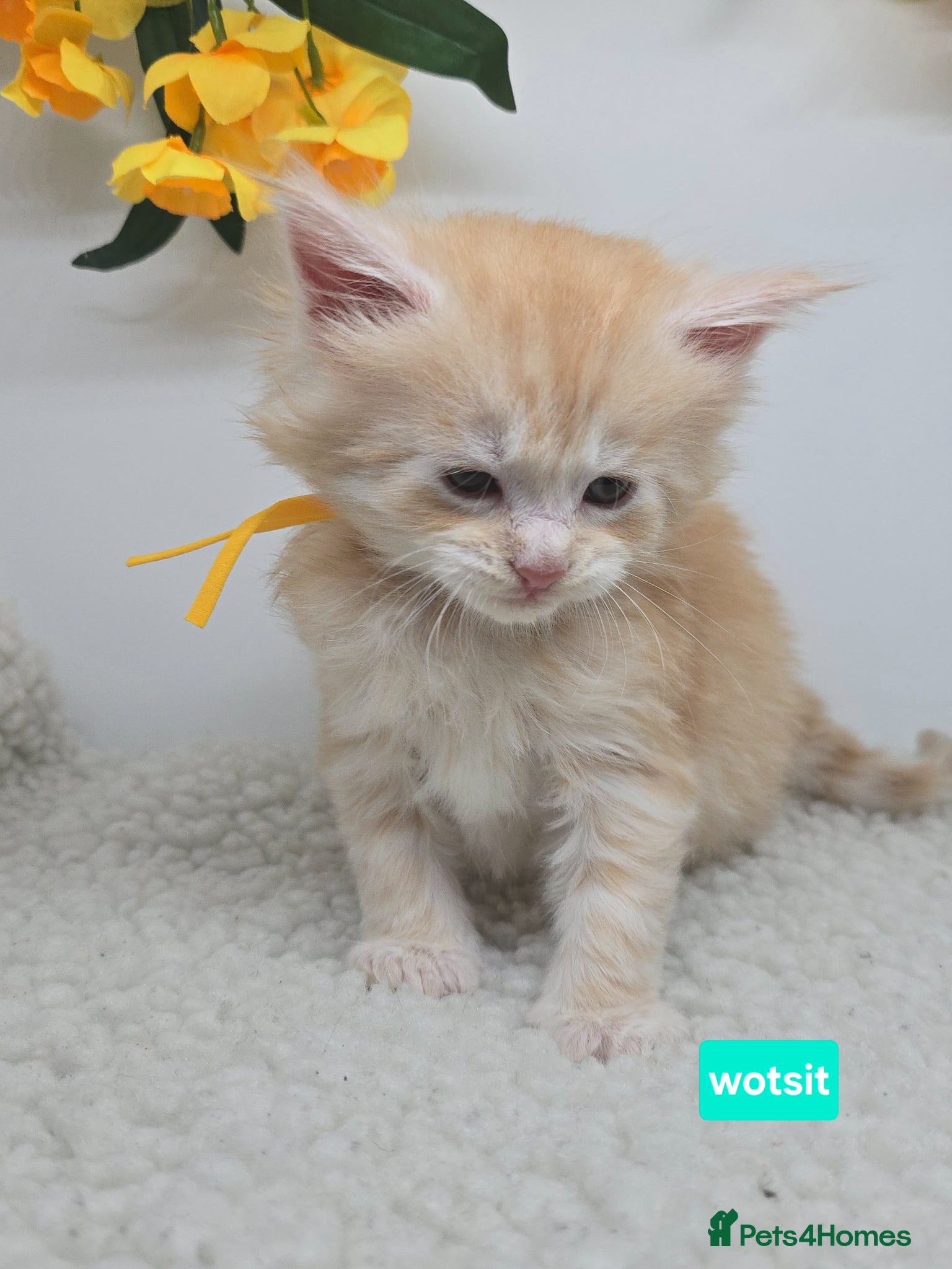 Maine Coon cats Amazing Red & Cream Boys Maine Coons (shaded line) - Advert 4