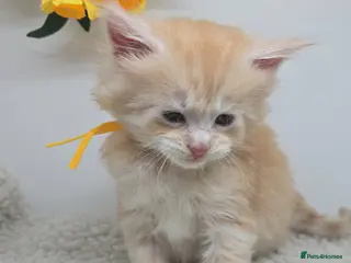 Maine Coon cats Amazing Red & Cream Boys Maine Coons (shaded line) - Advert 4