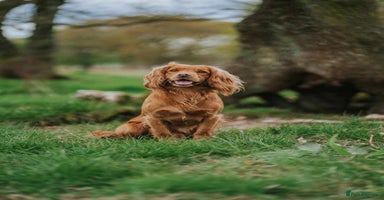Cocker Spaniel dogs - Advert 2