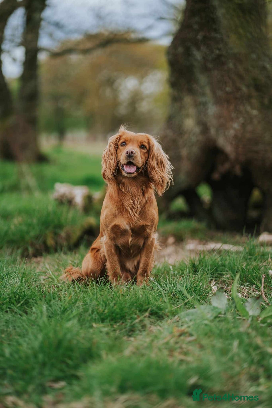 Cocker Spaniel dogs for sale: KC Reg Working Cocker Spaniels (Golden) - Image 3