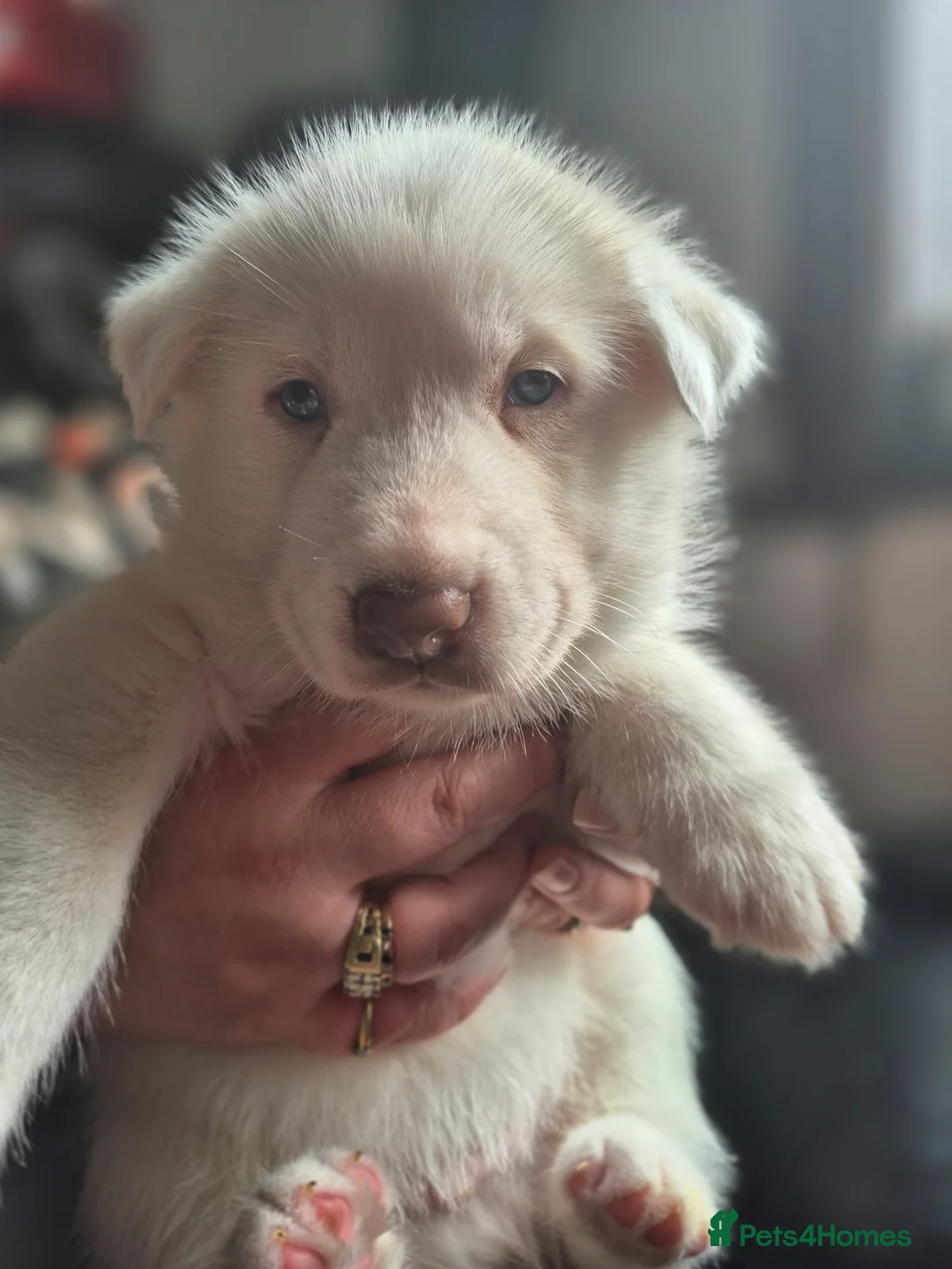 Siberian Husky dogs for sale: 5 beautiful siberian husky puppies  - Advert 10