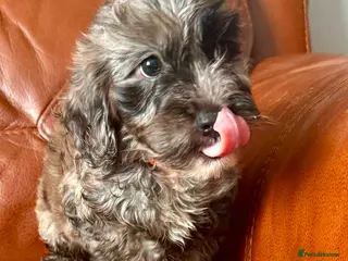 Cockapoo dogs Outstanding puppies - Advert 4