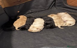 Labrador Retriever dogs for sale: 5 male labradors - Advert 2