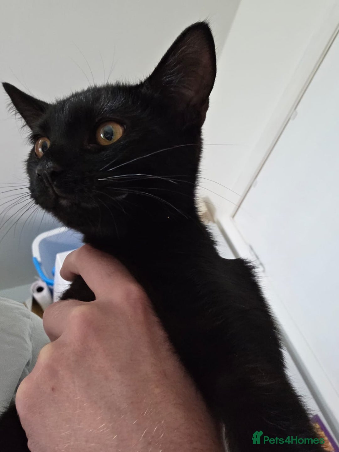 Mixed Breed cats for sale: Playful boy looking for his forever home - Image 2