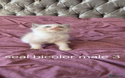 Ragdoll cats for sale: 3 Tica Registered Males For Sale - Image 4