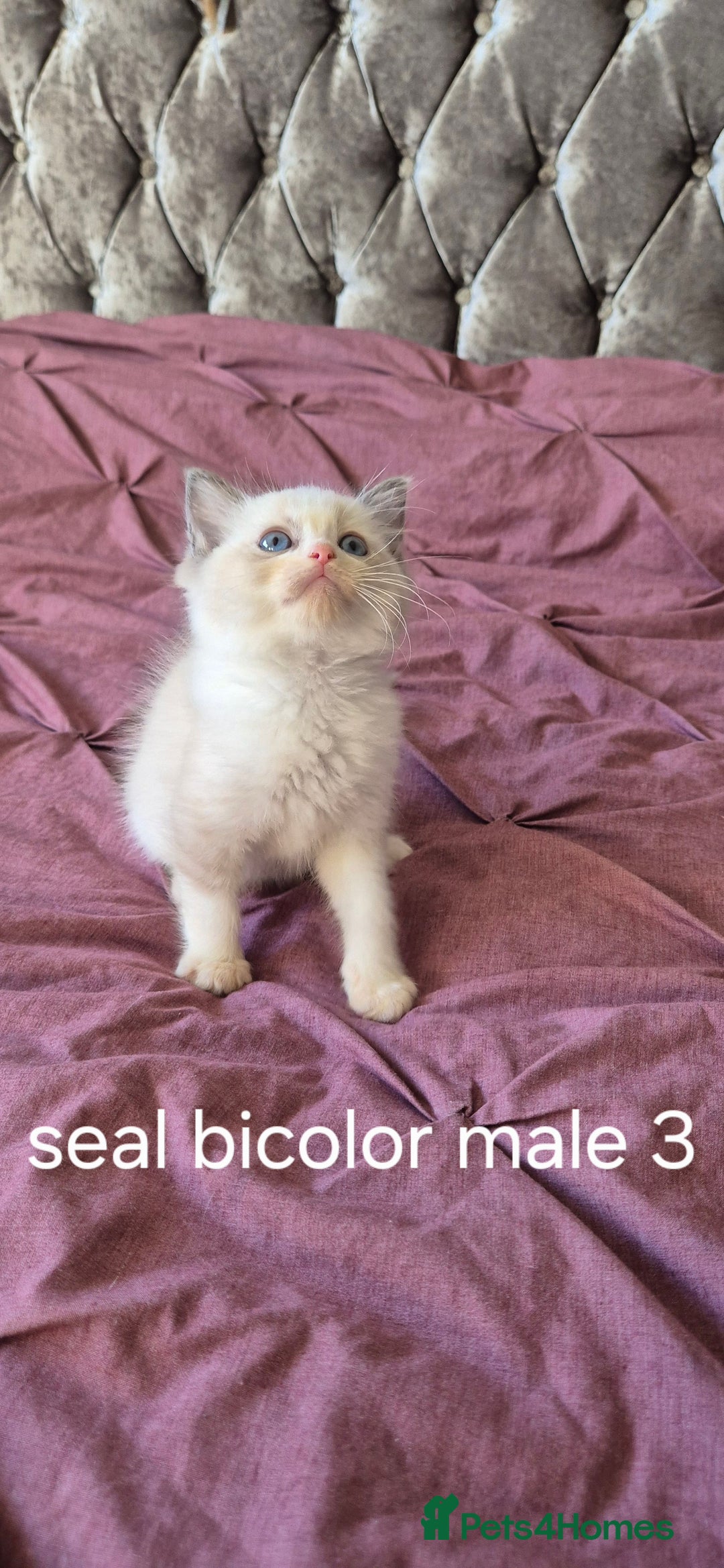 Ragdoll cats for sale: 3 Tica Registered Males For Sale - Image 4