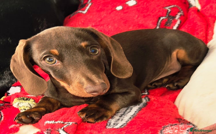 Dachshund dogs - Advert 16