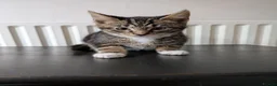 Mixed Breed cats for sale: Main coon cross kittens tabby short & long hair in Ashford - Advert 4