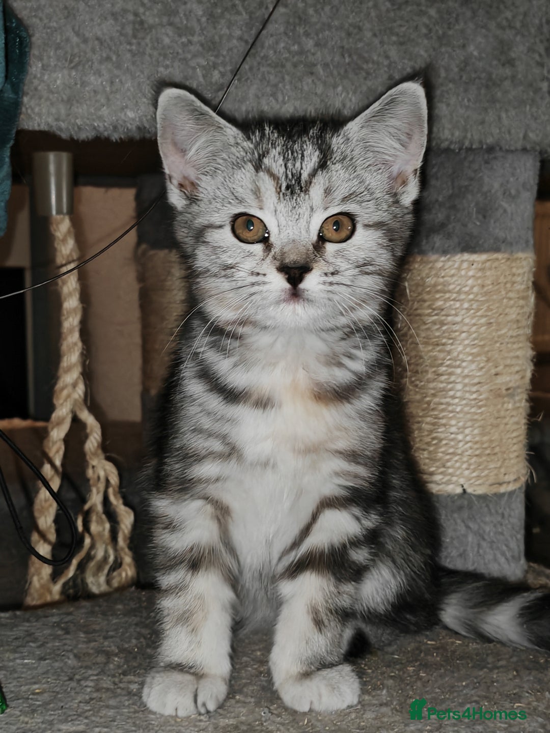 Mixed Breed cats for sale: British Shorthair Mix kittens - Ready Now - Advert 9