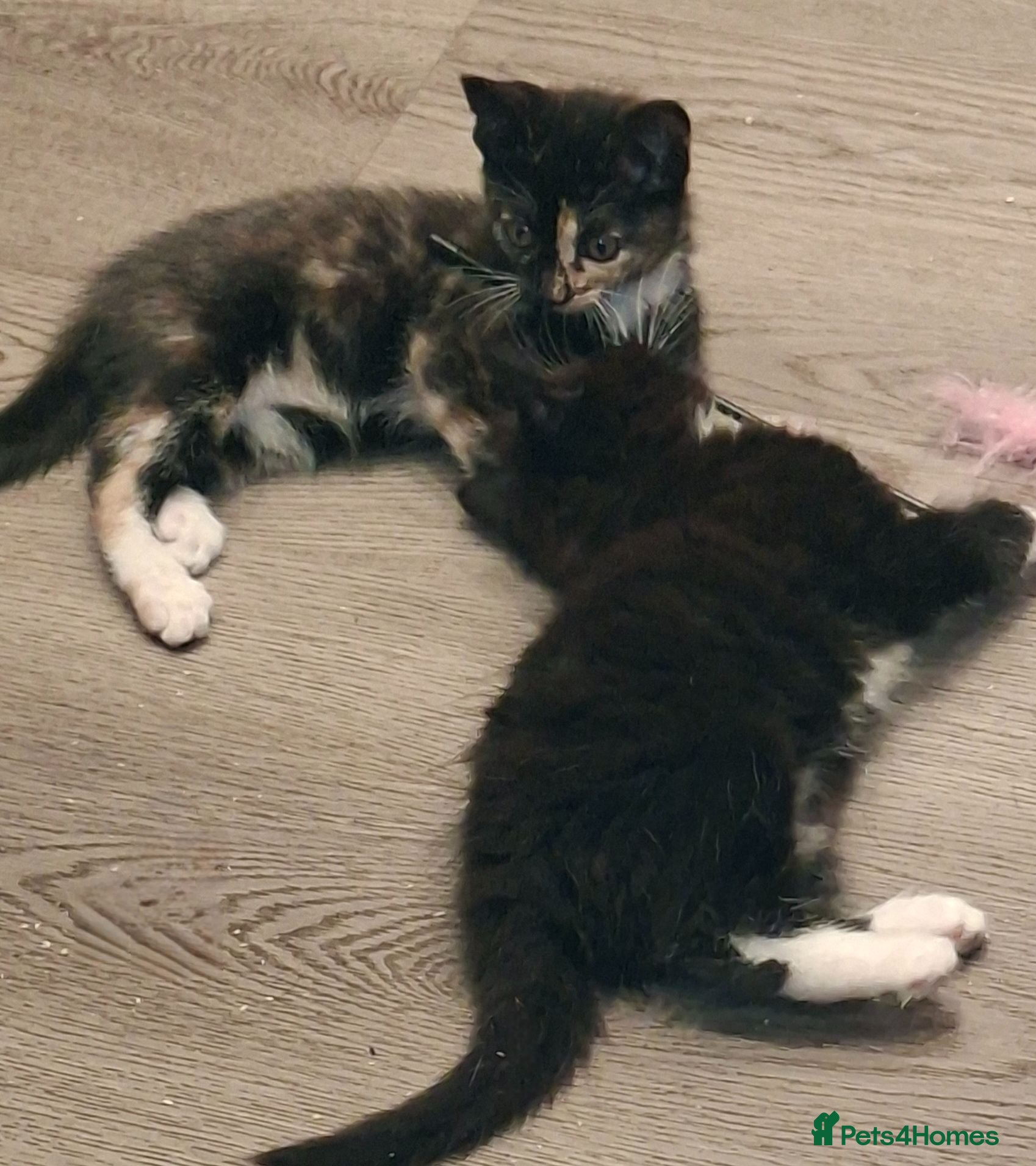 Mixed Breed cats Beautiful mixed kittens - Advert 18