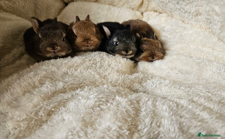 Netherland Dwarf rabbits - Advert 2