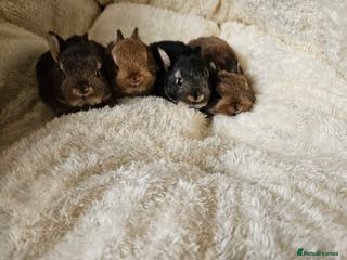 Netherland Dwarf rabbits Netherland Dwarf bunnies - Advert 5