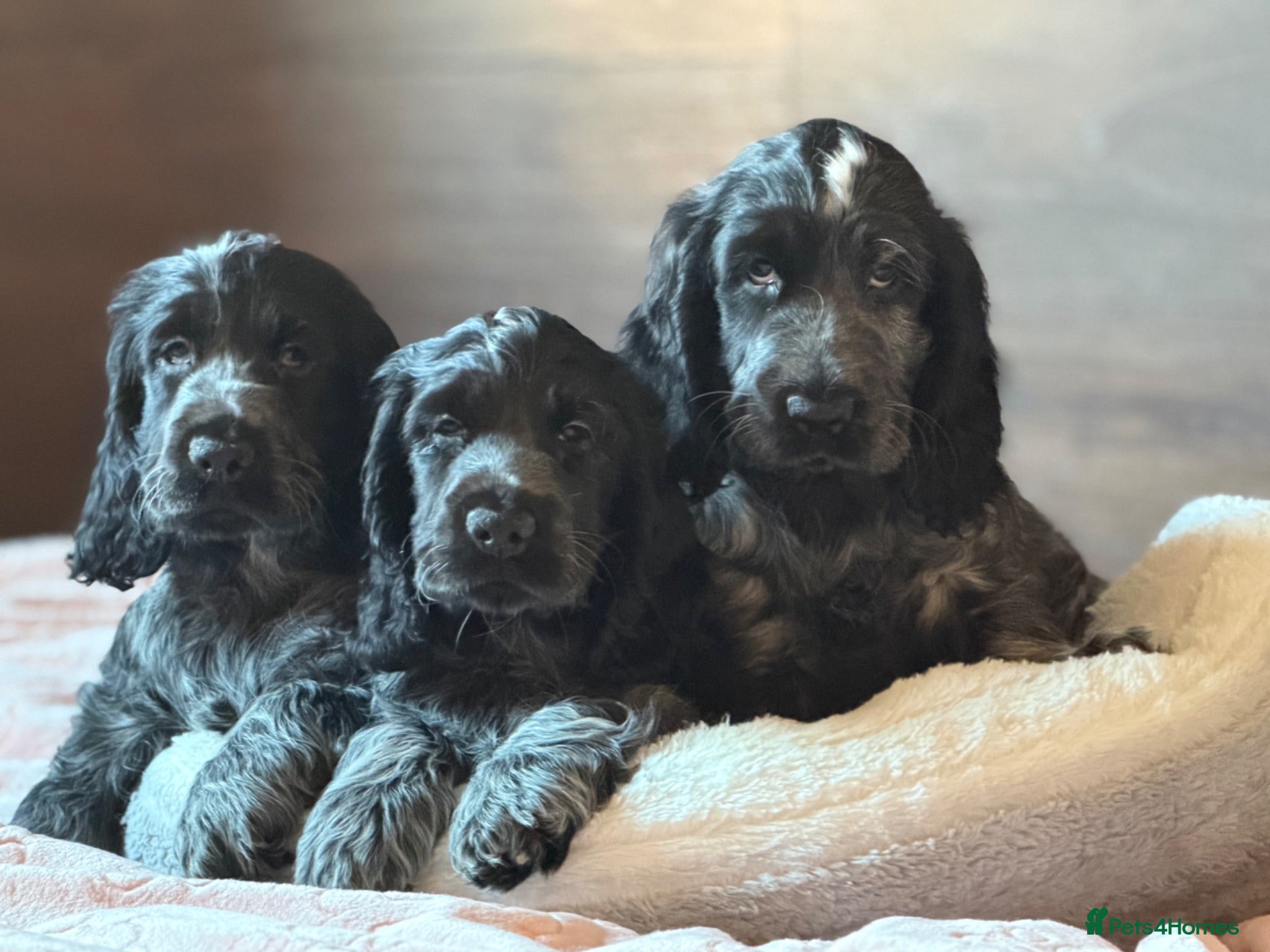 Cocker Spaniel dogs KC Reg Show Type Cocker Spaniel puppies - Advert 15