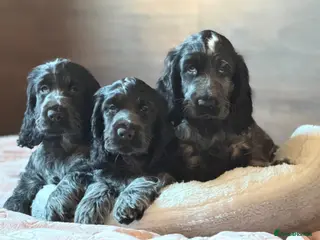 Cocker Spaniel dogs KC Reg Show Type Cocker Spaniel puppies - Advert 1