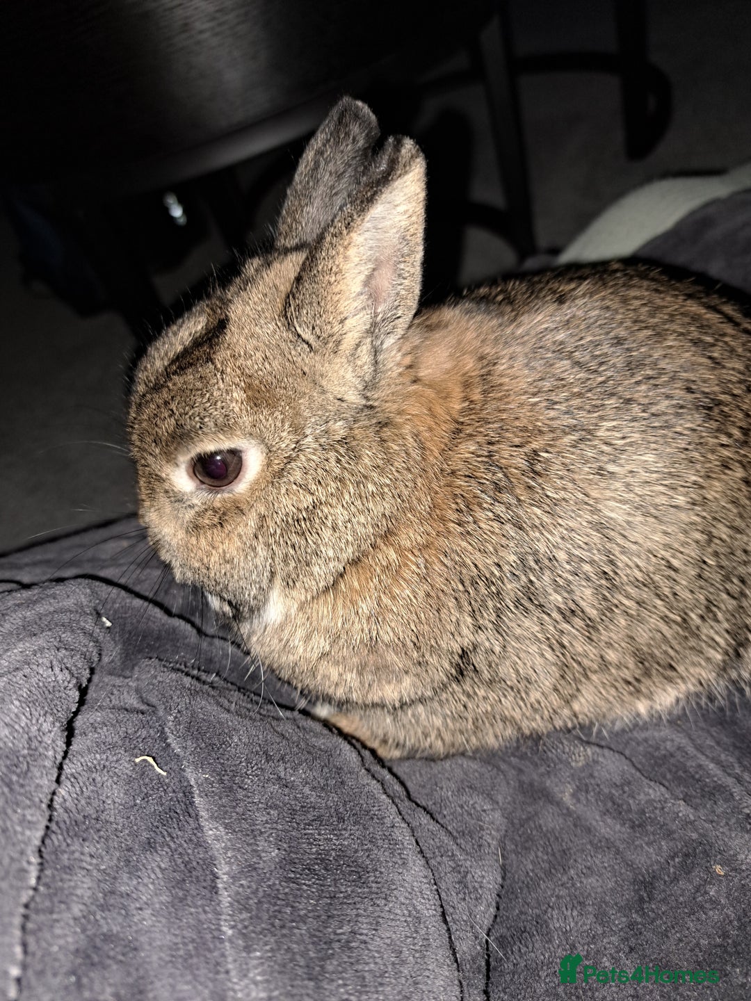 Netherland Dwarf rabbits for sale: Netherland Dwarf Rabbit - Image 3