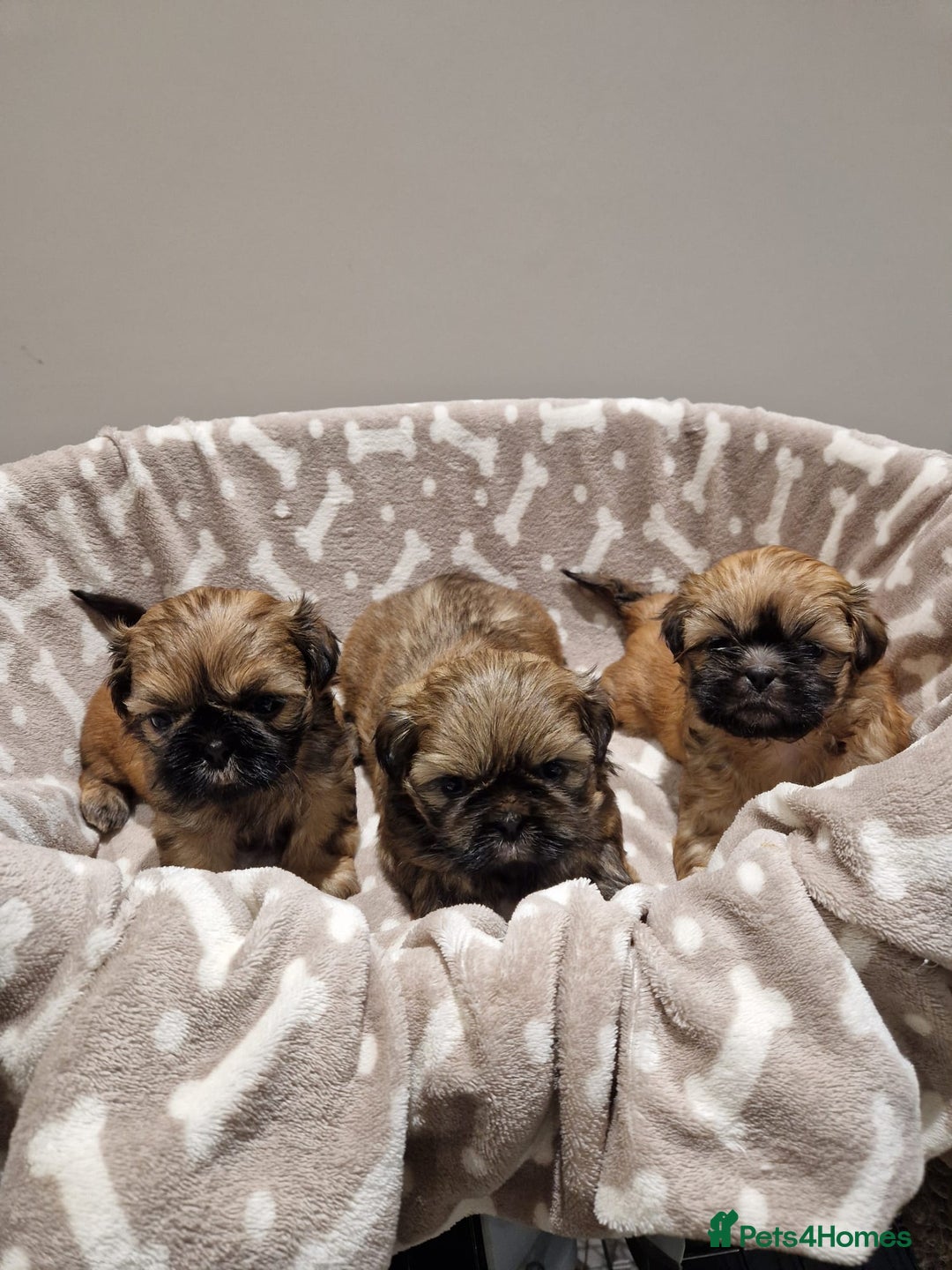 Shih Tzu dogs for sale: Shih Tzu Puppies - Advert 1