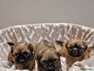 Shih Tzu dogs Shih Tzu Puppies - Advert 1