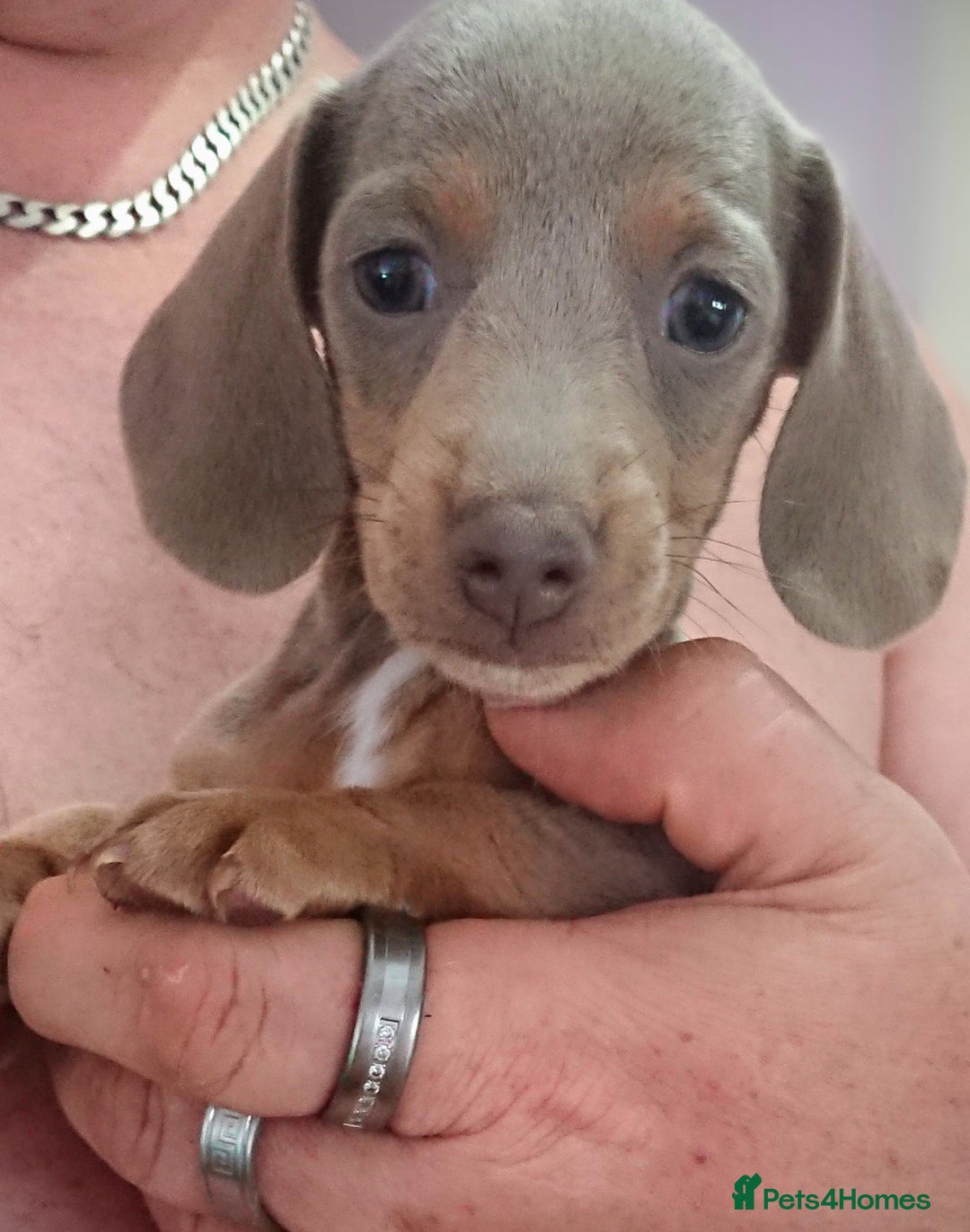 Miniature Dachshund dogs for sale: Miniature daschund puppies for sale  - Image 2